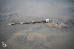 sd-la-jolla-10 sd-la-jolla-10