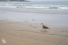 sd-la-jolla-12 sd-la-jolla-12