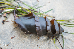 sd-la-jolla-8 sd-la-jolla-8