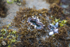 sd-la-jolla-9 sd-la-jolla-9