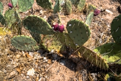 las_vegas_2018-8