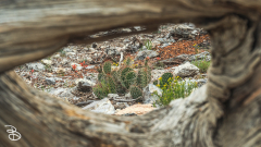 vegas-p2-2022-nature-16