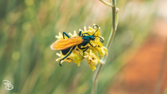 vegas-p2-2022-nature-17