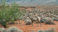 vegas-p2-2022-nature-33