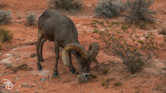 vegas-p2-2022-nature-40