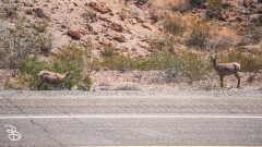 las-vegas-2022-24 las-vegas-2022-24