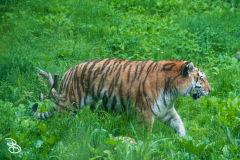 minnesota-zoo-062025-13