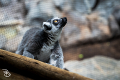 minnesota-zoo-062025-4