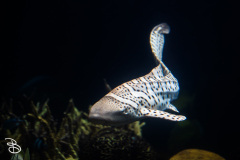 minnesota-zoo-062025-7