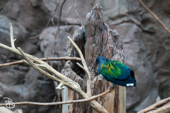 minnesota-zoo-062025-8