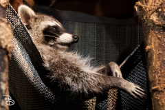 minnesota-zoo-062025-9