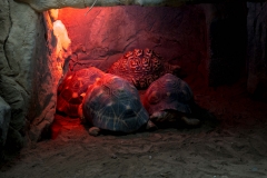 mnzoo-1