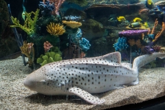 mnzoo-11