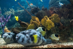mnzoo-12