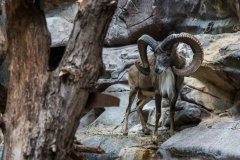 mnzoo-14