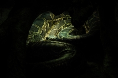 mnzoo-15