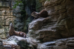 mnzoo-18