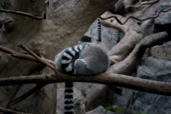 mnzoo-2