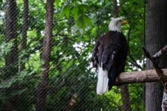 mnzoo-20