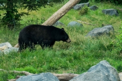 mnzoo-21