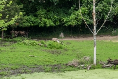 mnzoo-22