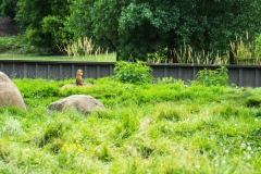 mnzoo-27