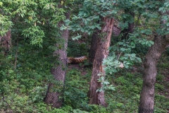 mnzoo-29