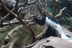 mnzoo-3