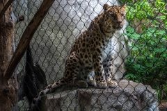 mnzoo-30