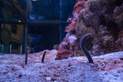mnzoo-31