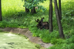 mnzoo-36