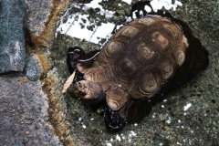 mnzoo-37