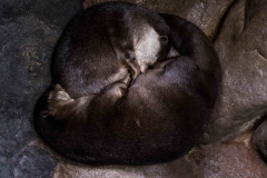 mnzoo-5