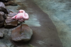 mnzoo-6