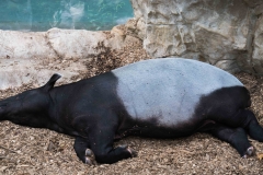 mnzoo-7