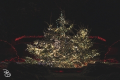 winter_wonderland_2019-10