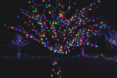 winter_wonderland_2019-14