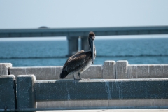 orlando_2017 (24 of 63)