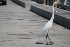 orlando_2017 (25 of 63)