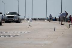 orlando_2017 (29 of 63)