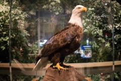 orlando_2017 (49 of 63)