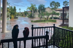 Two macaws sitting by the lobby area.