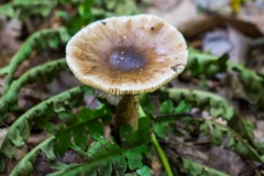Rocky Arbor State Park