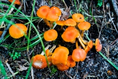 Rocky Arbor State Park