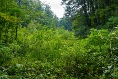 Rocky Arbor State Park