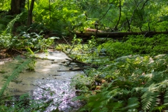 Rocky Arbor State Park