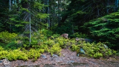 seattle_2022-mt_rainier-13