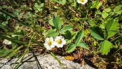 seattle_2022-mt_rainier-17