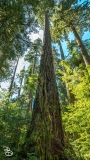 seattle_2022-olympic_np-16 seattle_2022-olympic_np-16