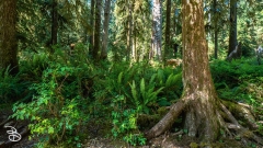 seattle_2022-olympic_np-17 seattle_2022-olympic_np-17